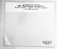 Marasmius oreades image